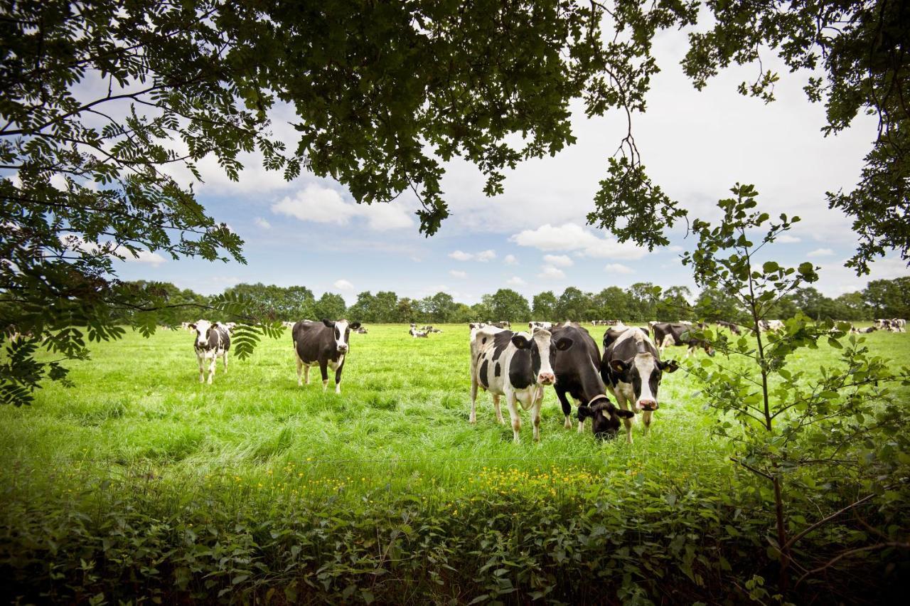Countryside Eco Natuurhuisjes Ee ภายนอก รูปภาพ