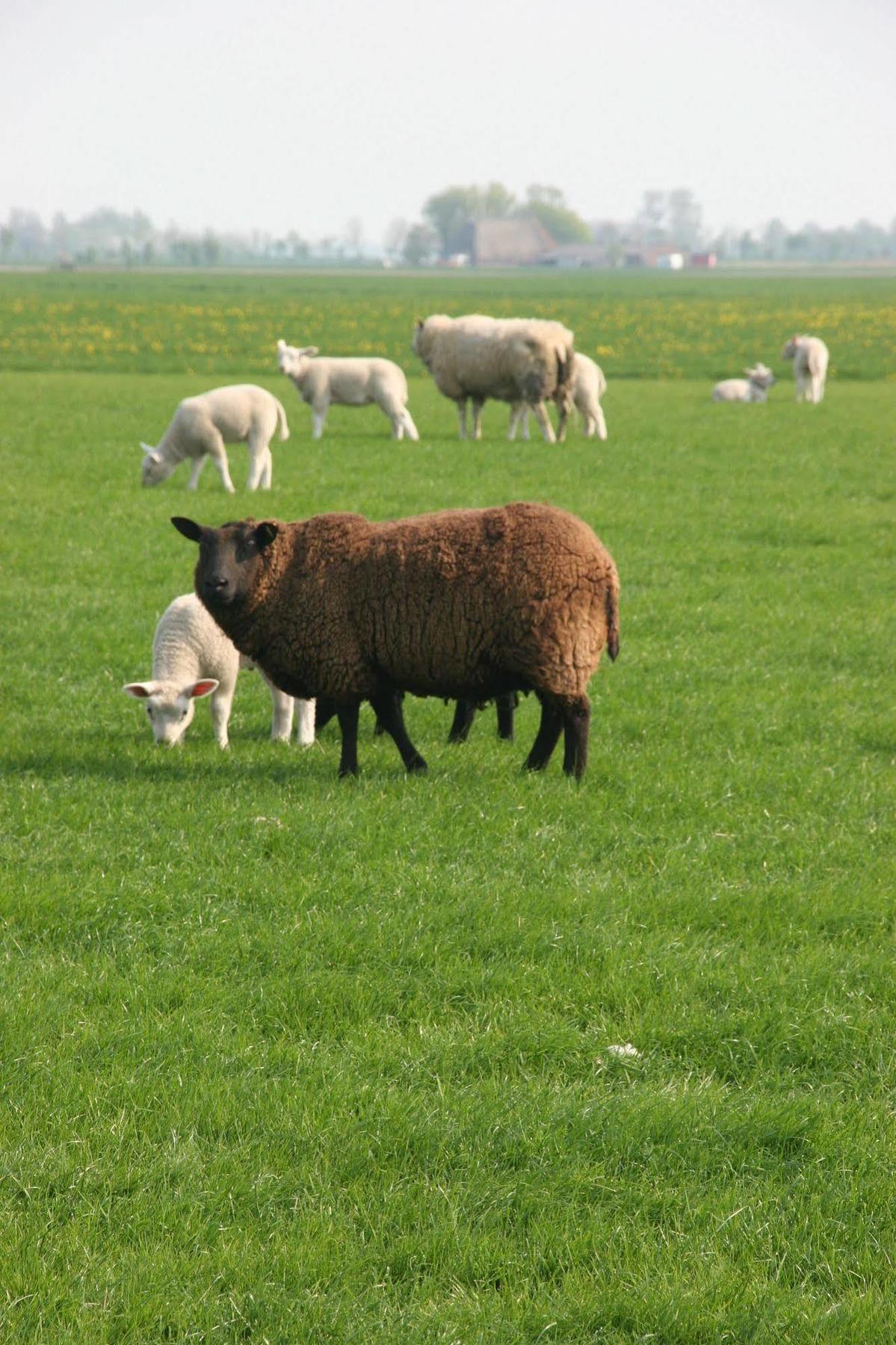 Countryside Eco Natuurhuisjes Ee ภายนอก รูปภาพ